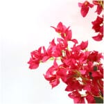 BOUGAINVILLEA  NP0422_170  ΥΨΟΣ 170cm NewPlan - Image 3