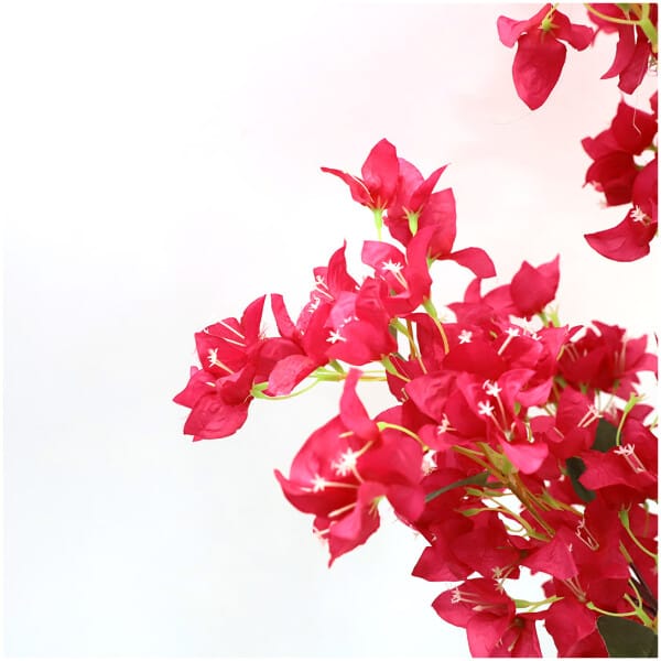 BOUGAINVILLEA  NP0422_170  ΥΨΟΣ 170cm NewPlan - Image 3