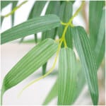 BAMBOO  NP5801_150_22_UV   ΥΨΟΣ 150cm NewPlan - Image 2