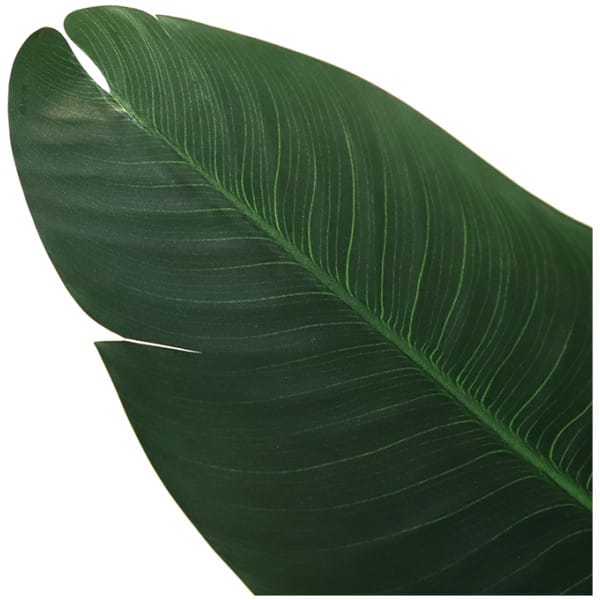 BANANA TREE NP1410_120  ΥΨΟΣ 120cm NewPlan - Image 2