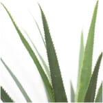 AGAVE TREE  NP802_160  ΥΨΟΣ 160cm NewPlan - Image 2
