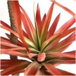 SISAL TREE  NP_811_140  ΥΨΟΣ 140cm NewPlan - Image 2