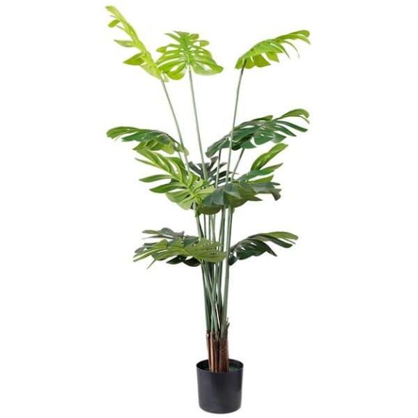 MONSTERA  NP6314_155_22   ΥΨΟΣ 155cm NewPlan