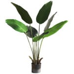 BANANA TREE NP1410_120  ΥΨΟΣ 120cm NewPlan