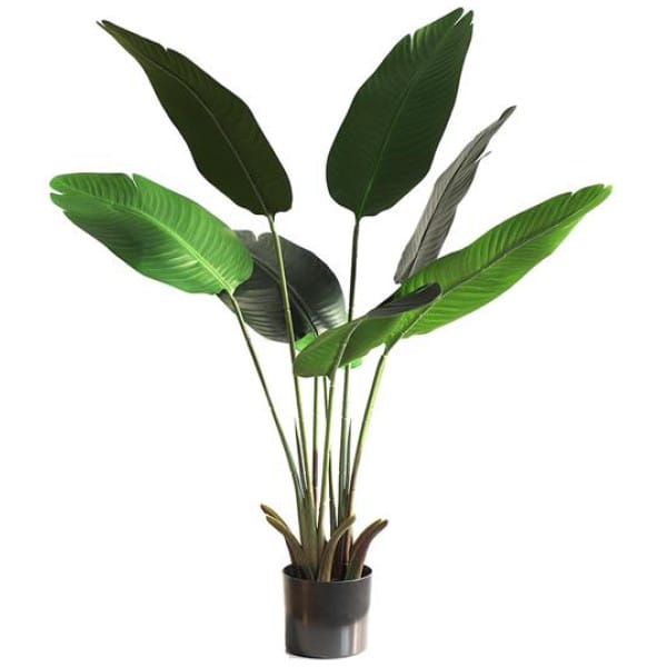 BANANA TREE NP1410_120  ΥΨΟΣ 120cm NewPlan - Image 1