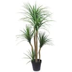 DRACAENA  NP_28_155  ΥΨΟΣ 155cm NewPlan
