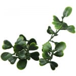 ΠΑΝΕΛ ΦΥΛΛΩΣΙΑΣ BERLIN 50 Χ 50 A199 EUCALYPTUS NewPlan - Image 2