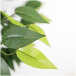 FICUS TREE NP5209_180  ΥΨΟΣ 180cm NewPlan - Image 2